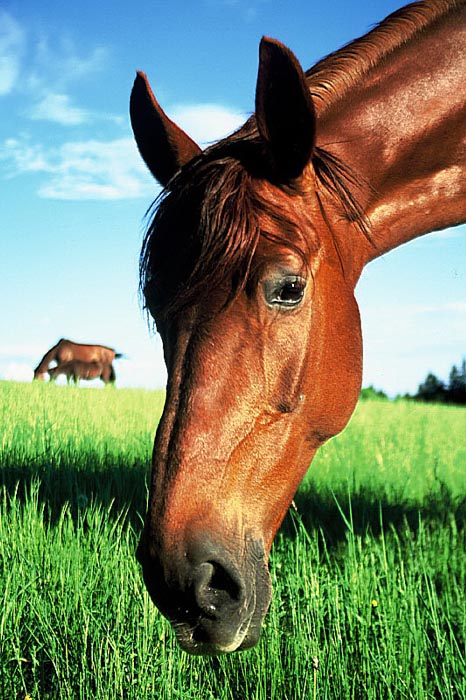 Crazy Horse